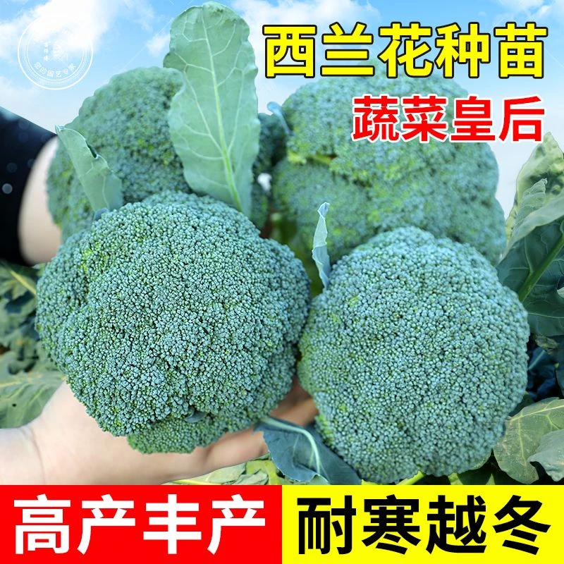 西兰花苗有机西蓝花秧苗花菜苗青花菜高产耐寒绿色花椰菜秋冬种植