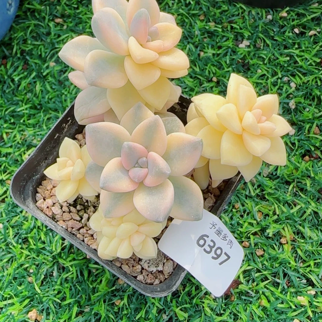 美杏锦，6397多肉植物