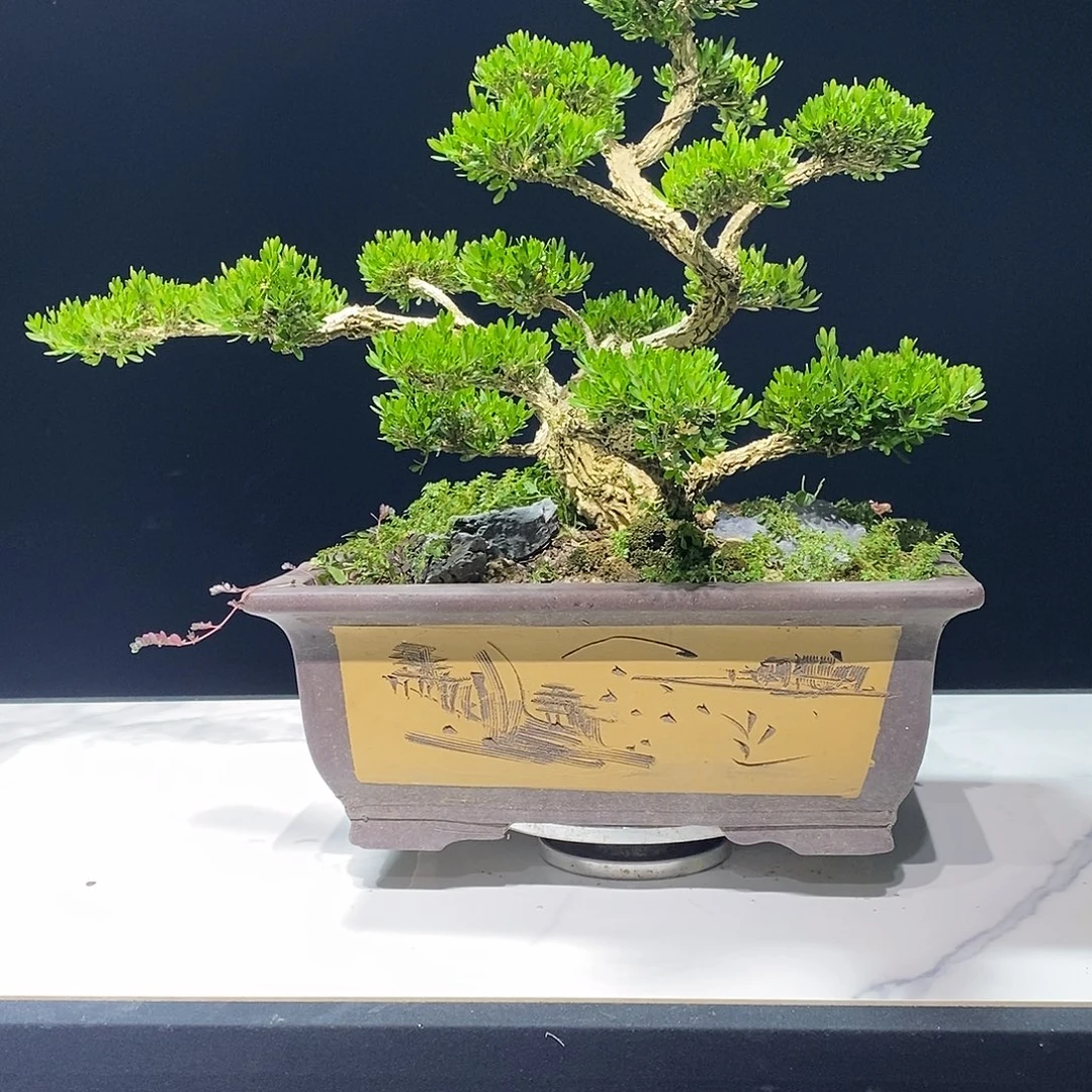 ╭***╮当前无花朵，栽培后可花朵