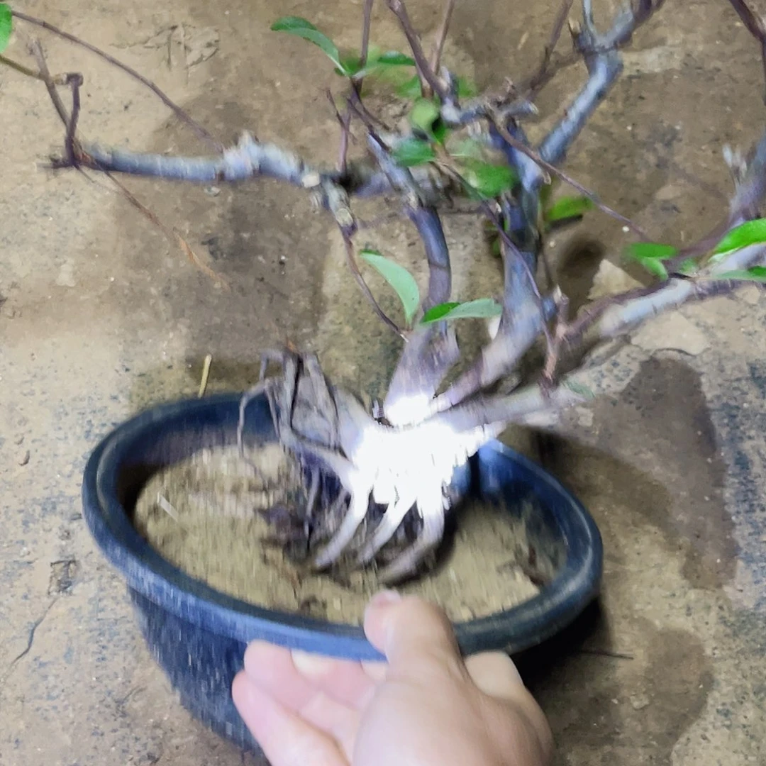 无花朵海棠花45454