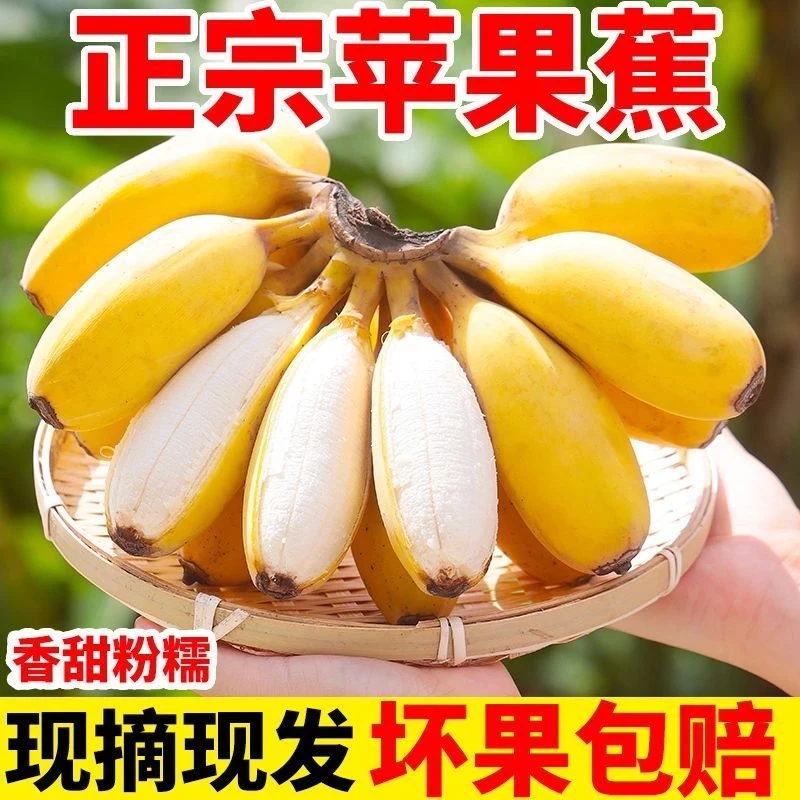 广西苹果蕉产地直发香蕉粉蕉香甜软糯自然成熟3/5斤时令新鲜水果