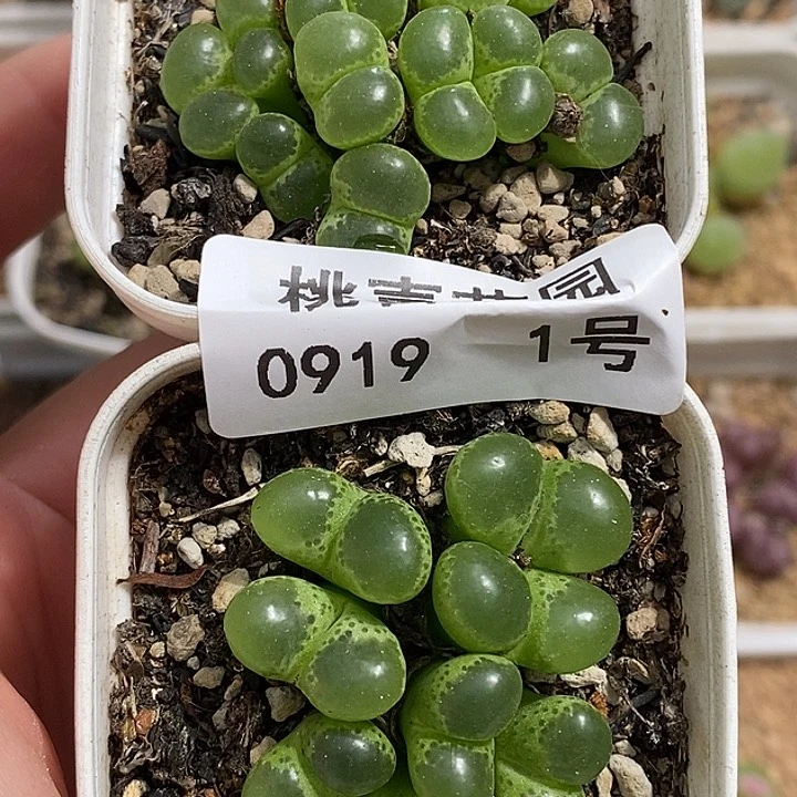 迪*?0919-1-绿眼睛福利。