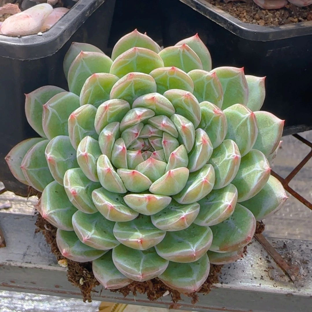 【闪购商品】小雪花珍妮9.9