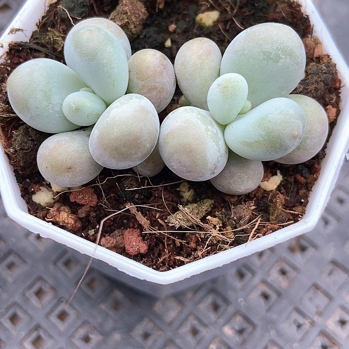 多肉植物彩虹奶865多肉