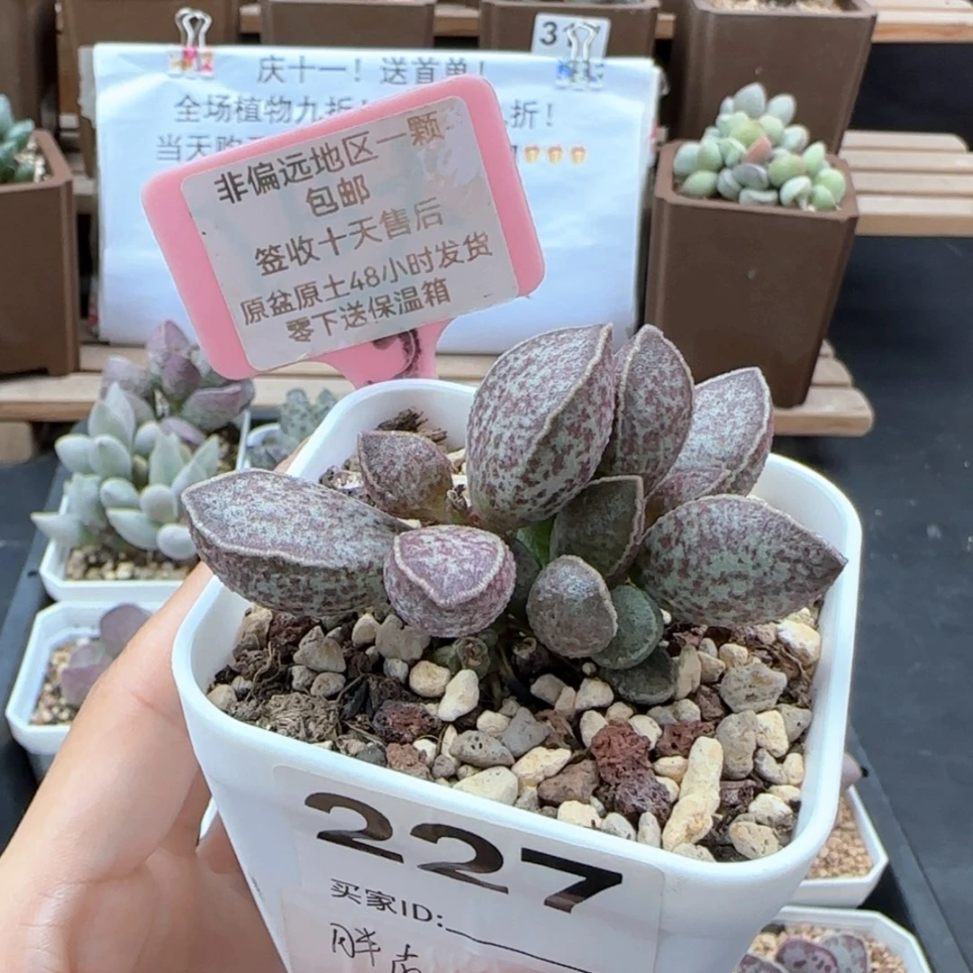 227胖虎多肉植物