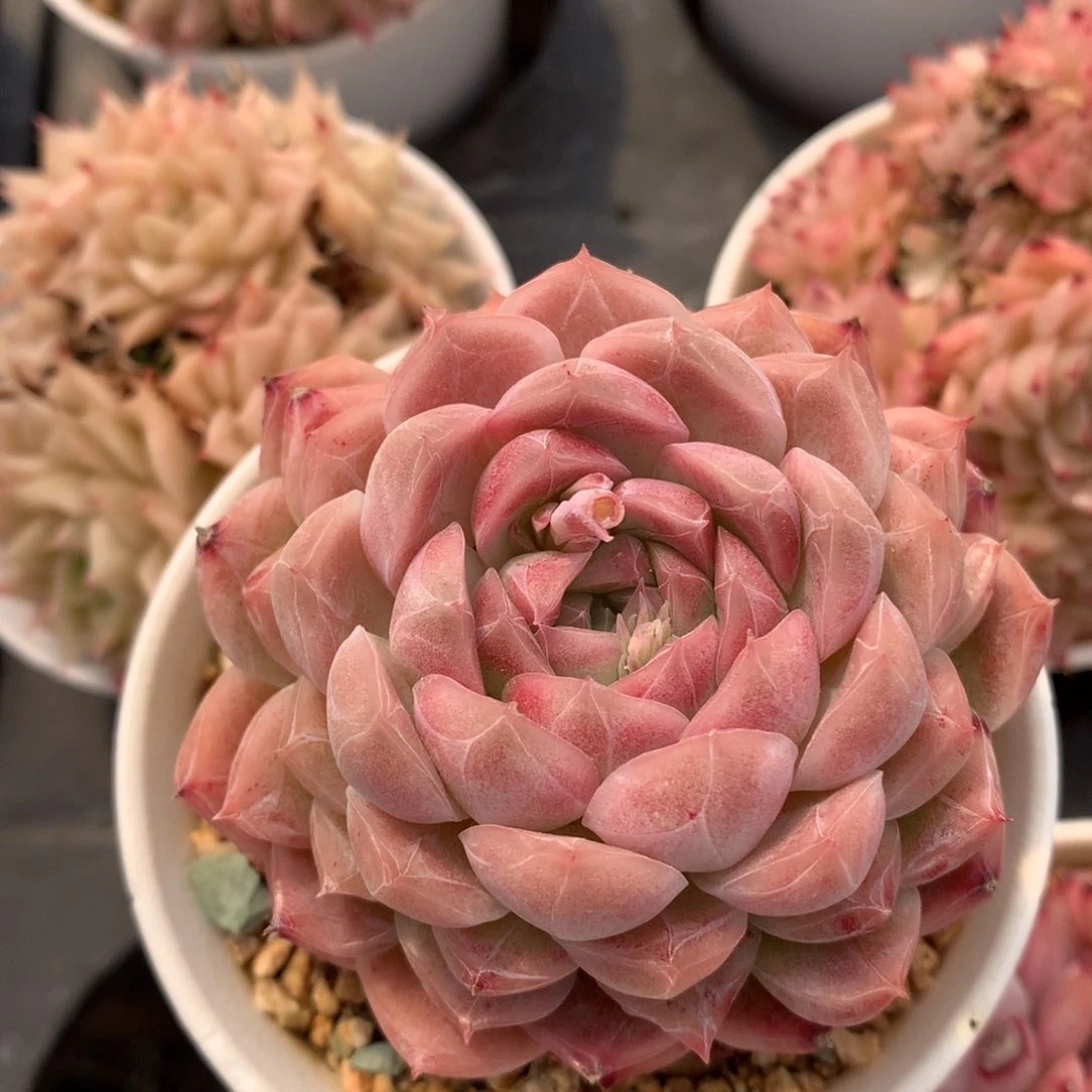 0308-105 麦杆优选