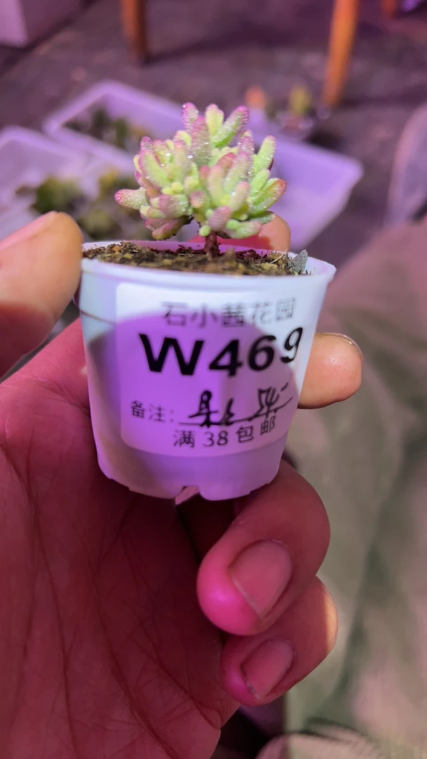 果果-米粒锦-多肉植物枝干番杏