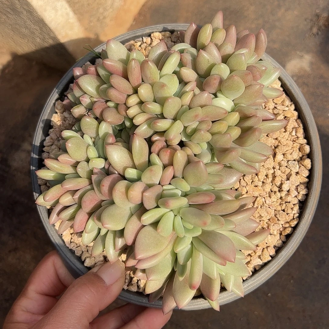 桃花源缀化，一物一拍