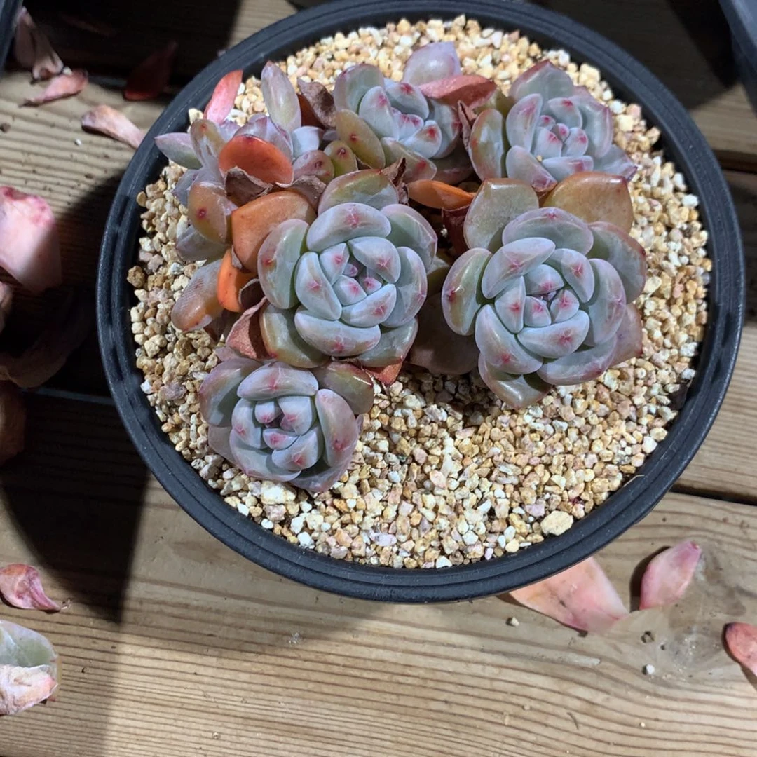 突尼斯多肉222222111144