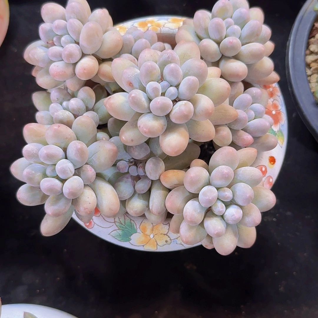 小****汤圆捧花多肉一物一拍