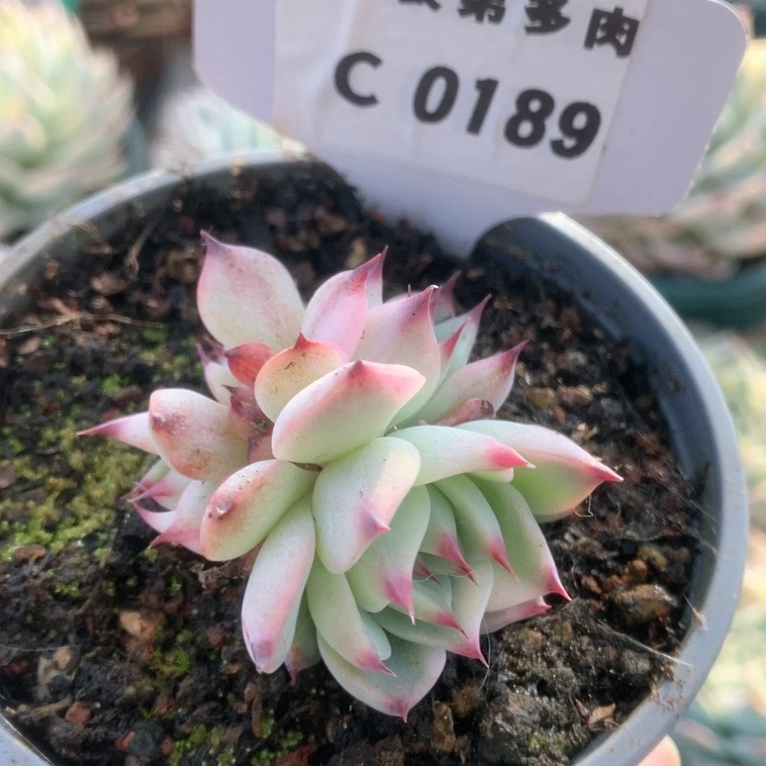 189锦锦锦锦锦锦锦