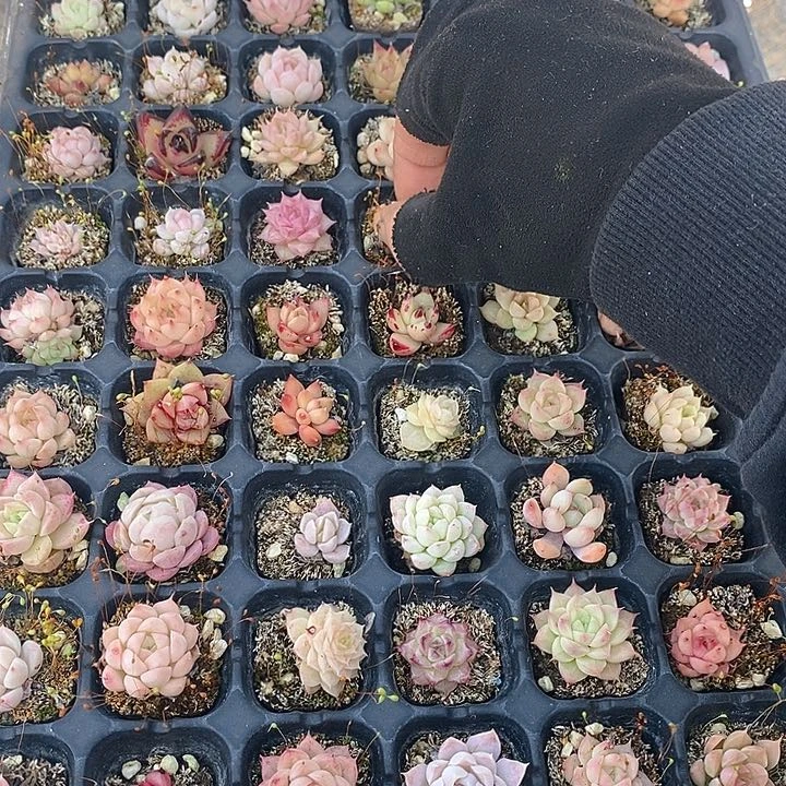 104 多肉植物盆栽花卉植物