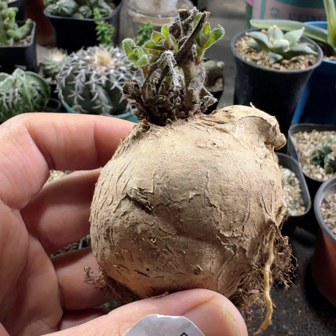 391白花断崖女王脱土发货