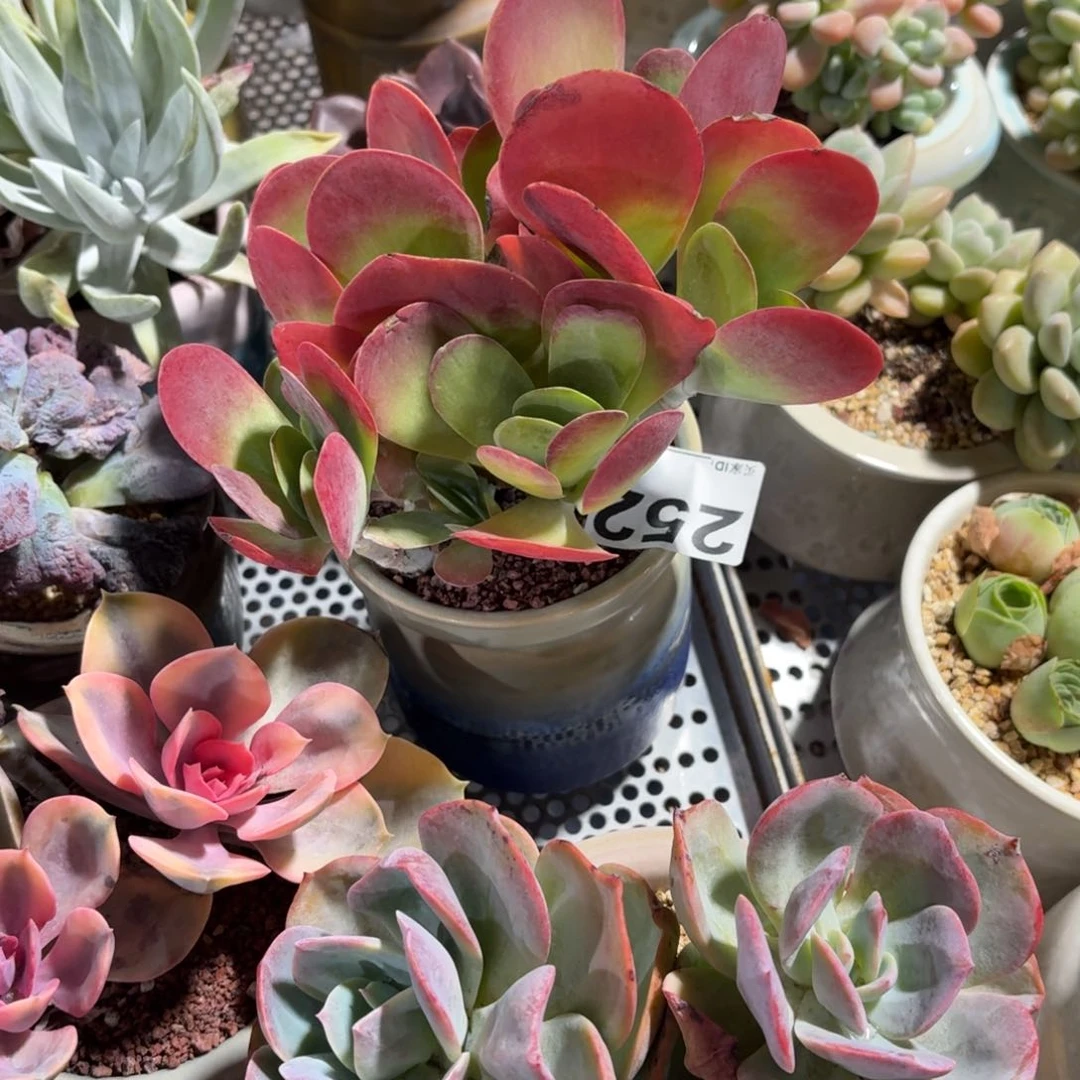 小***姐唐印多肉带盆发货252