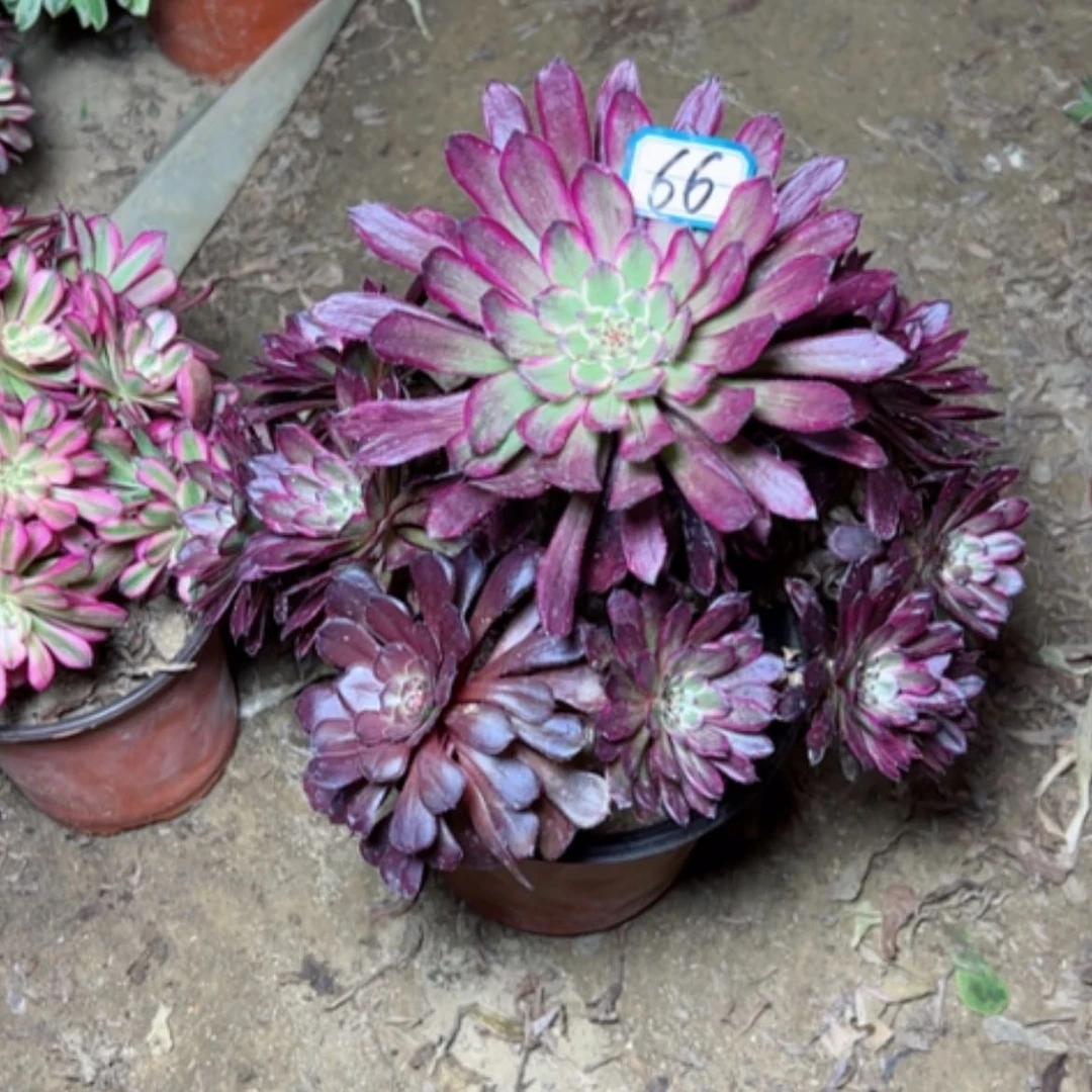 【闪购商品】多肉植物黑牡丹66