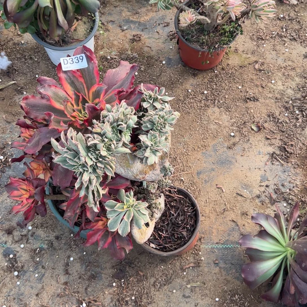 冷***知339两颗组合多肉植物
