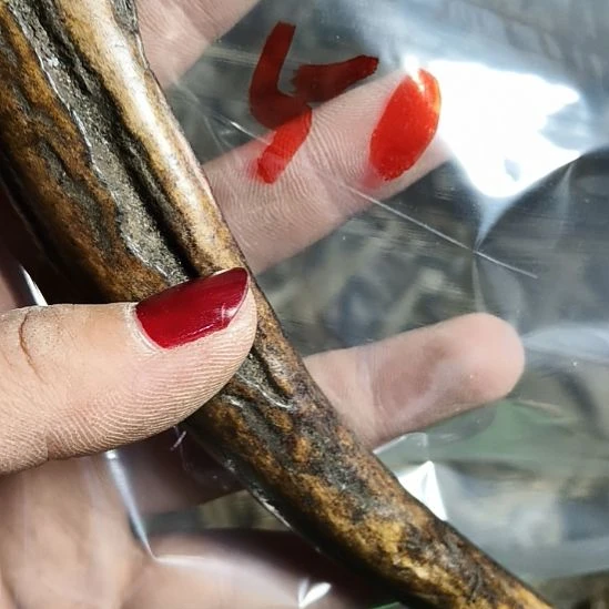鹰***睛鹿角鹿角鹿角鹿角鹿角鹿角