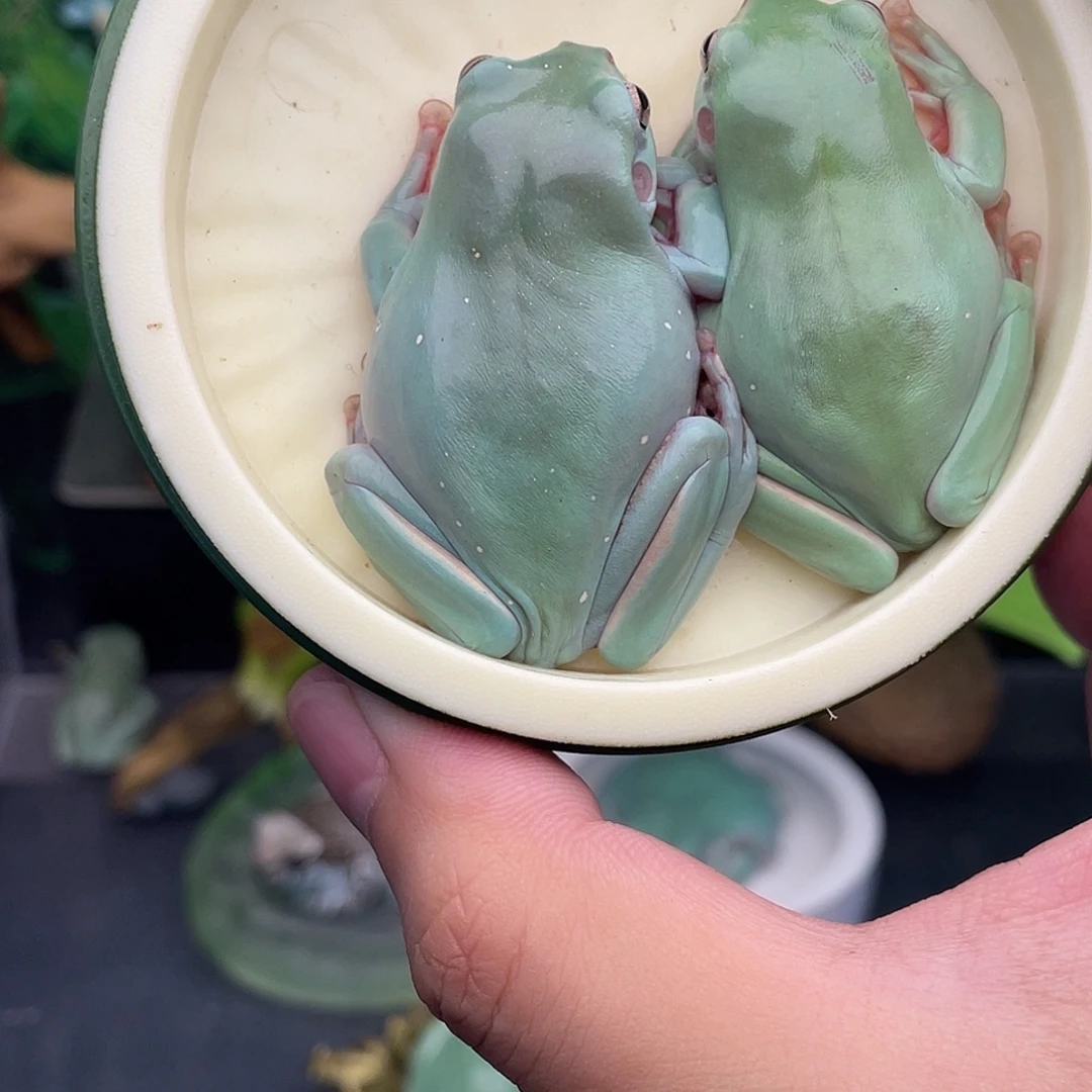老爷树蛙2只树蛙专拍