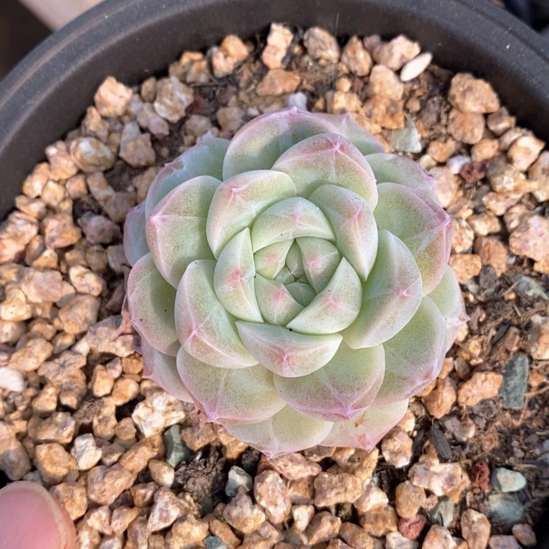 精品多肉一物一拍95