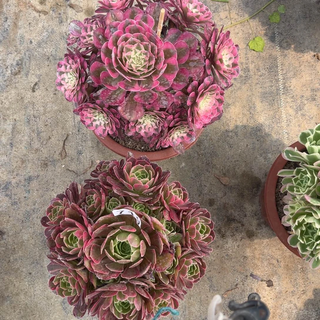 【闪购商品】套餐719多肉