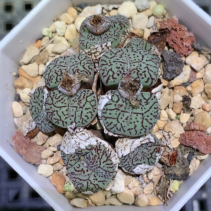 精品多肉植物精品墨小锥