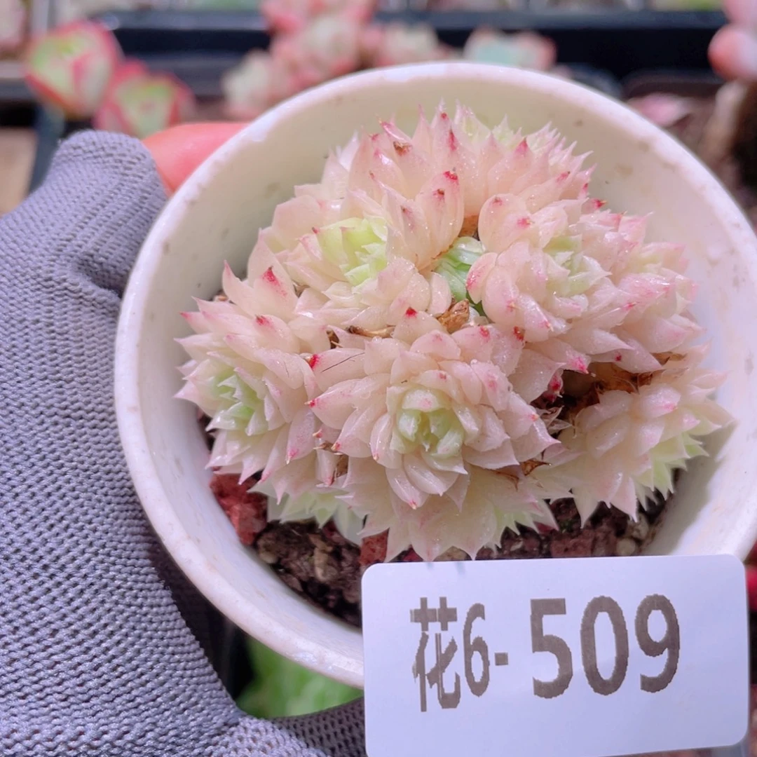 花利美6-509麦秆群