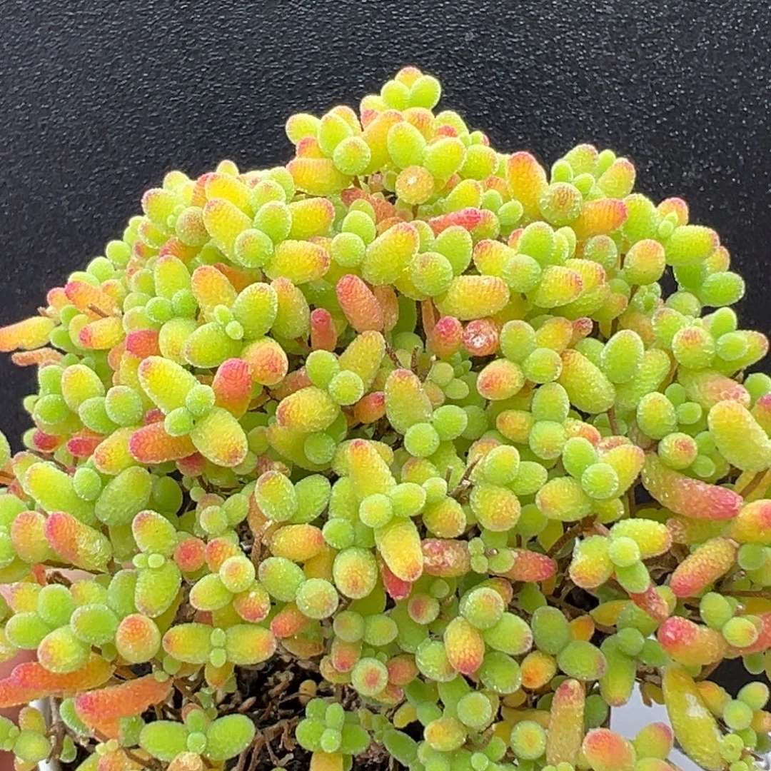dy5600小精控蜜橘糖球冠幅7cm