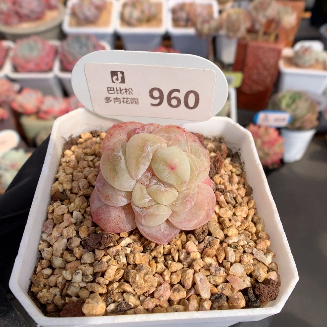 960 冰玉石化多肉