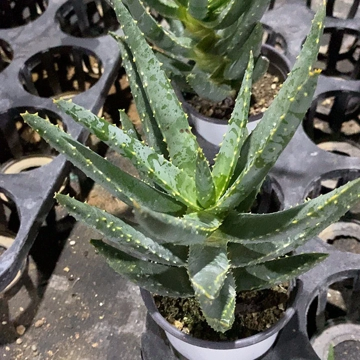 完美主义者勿拍二岐芦荟