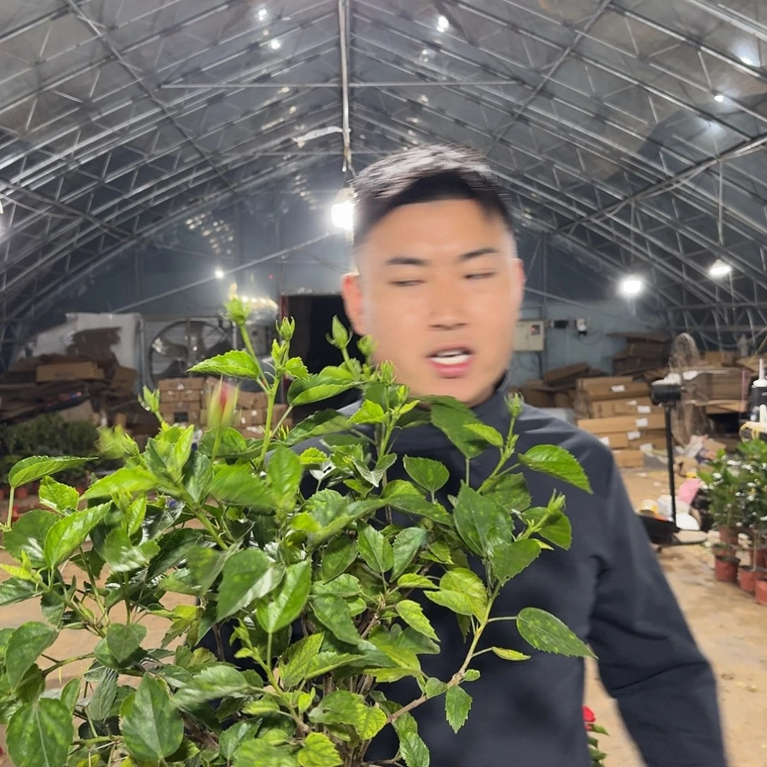 全部花苞处理红色木槿