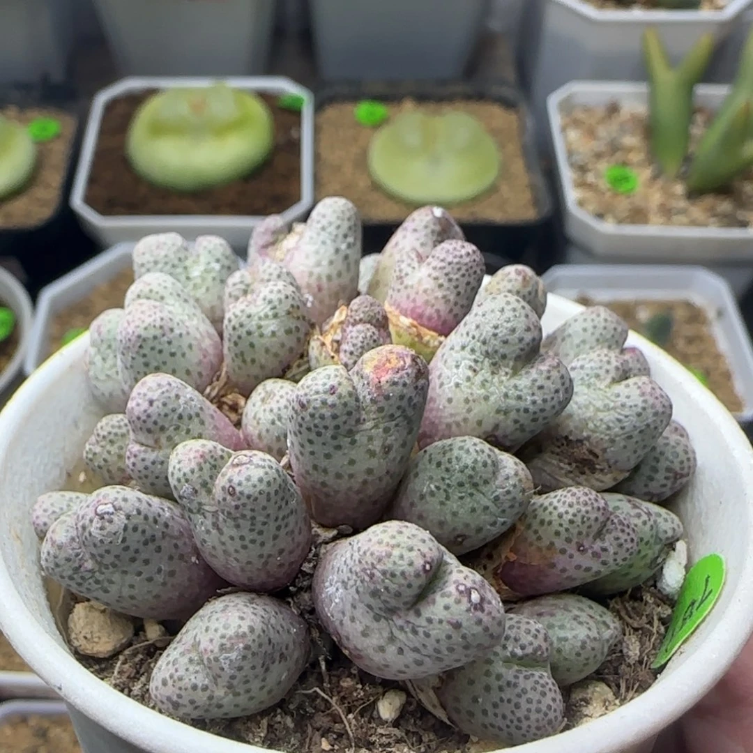 955d斑马群多肉植物781