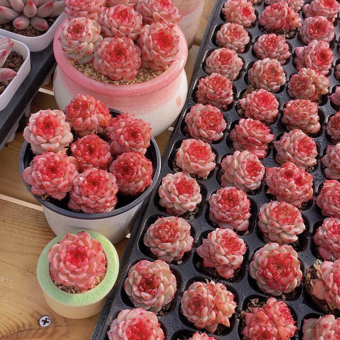 量拍72号 糖心天鹅绒单头双头混发7个