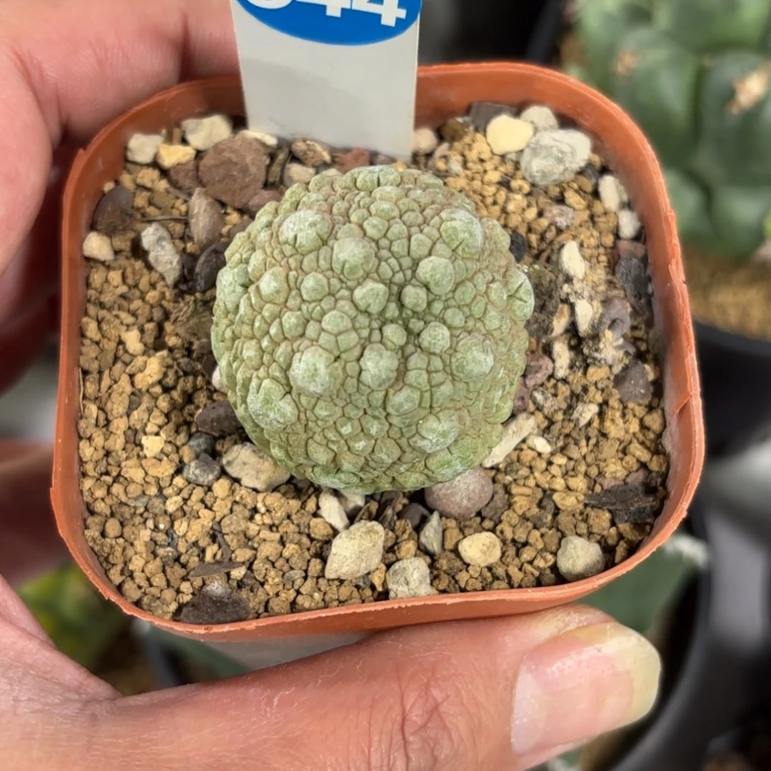 344实生凝蹄玉带盆带土