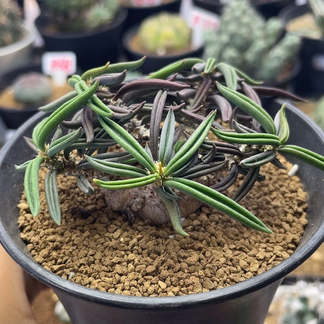 块根雀舌麒麟仙人球