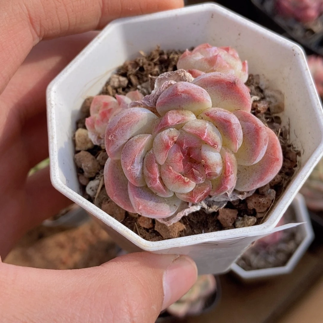 春泥家框拍链接S24