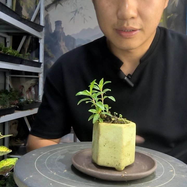 过*过中青园艺一物一拍28