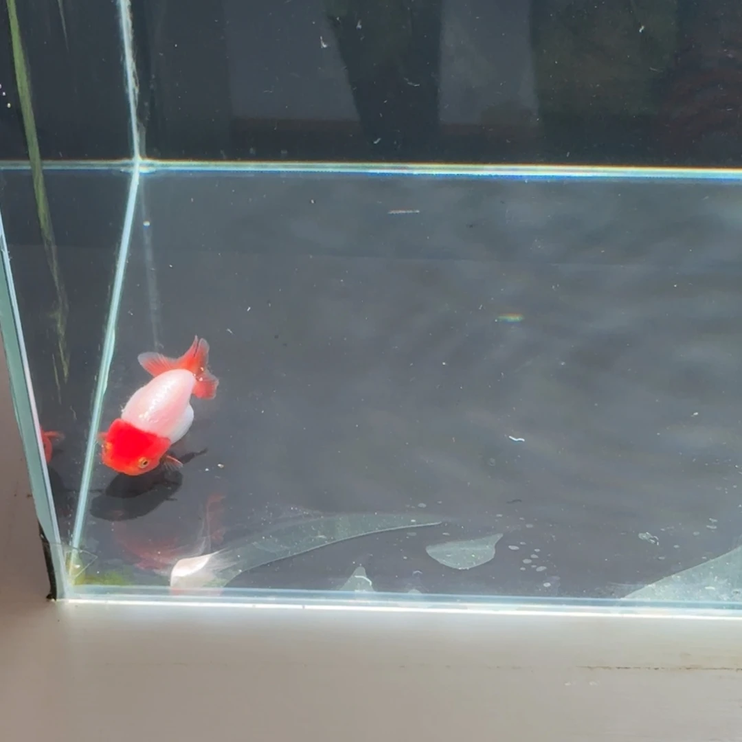 金鱼齐腮红一条吧