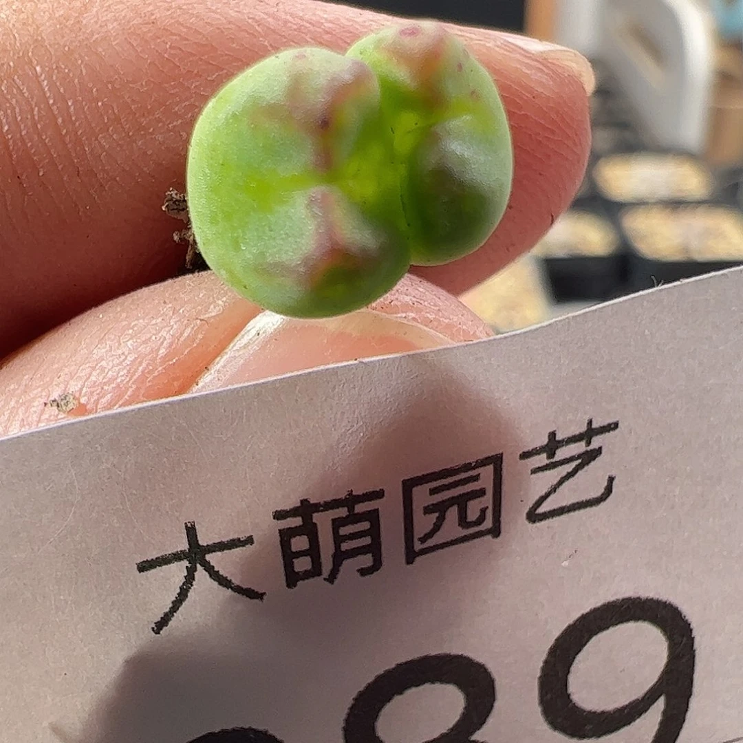 一物一拍。         289