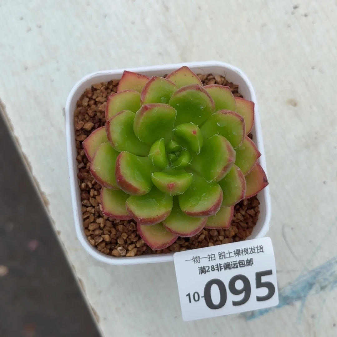 卡罗尔单头多肉多肉