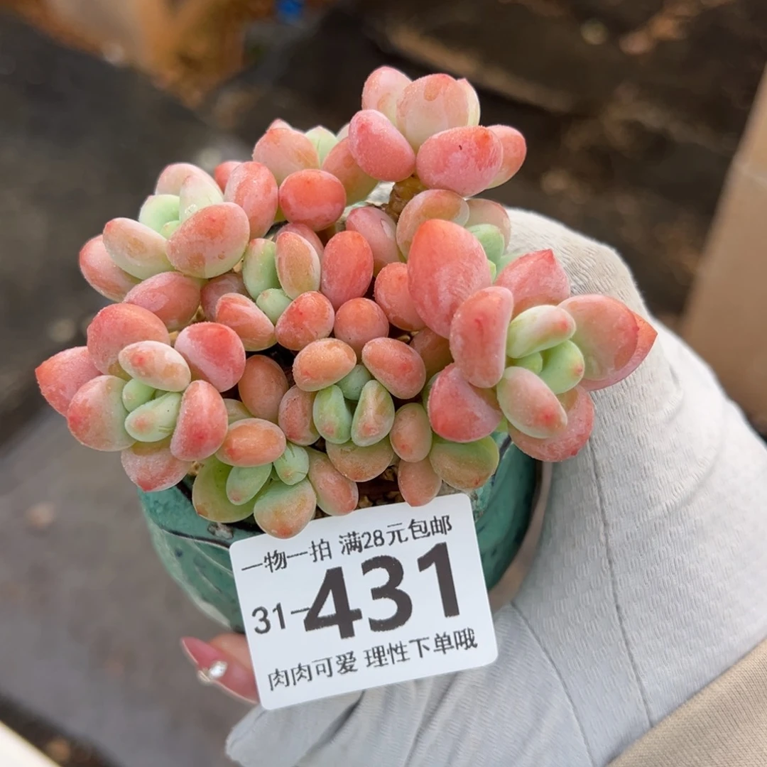 桔子洛神多肉多肉多肉多肉