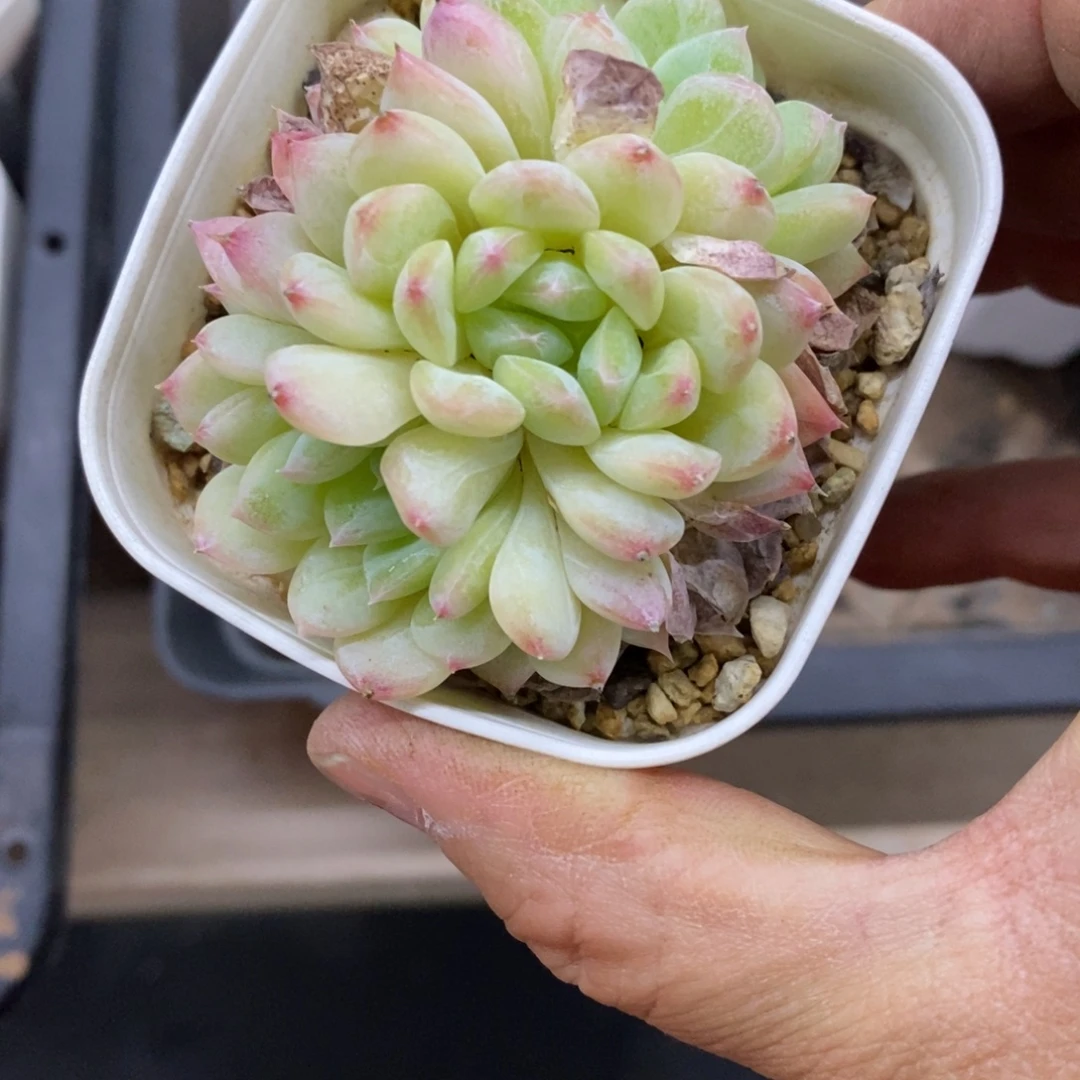 精品多肉一物一拍不包整9