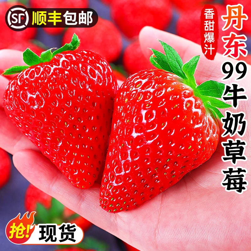 【顺丰包邮】丹东99牛奶草莓1-3斤九九红颜奶油草莓应季水果