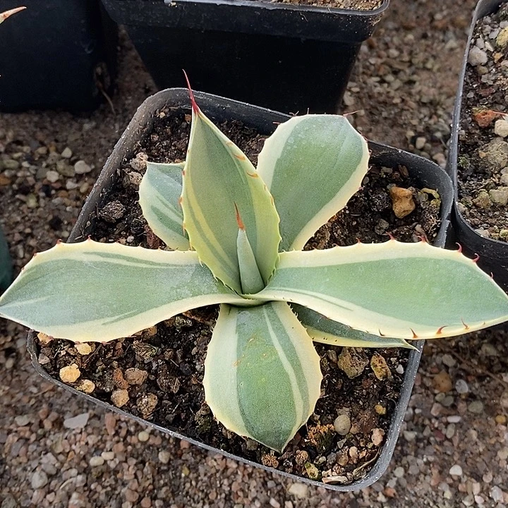 冰淇淋芍子。      一个