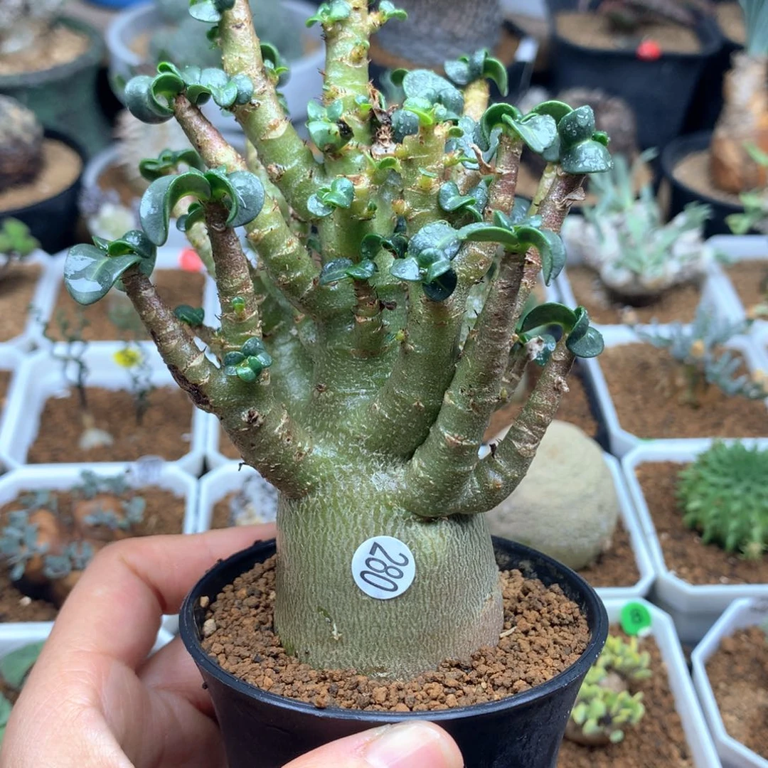 280号哥斯拉沙漠玫瑰脱土