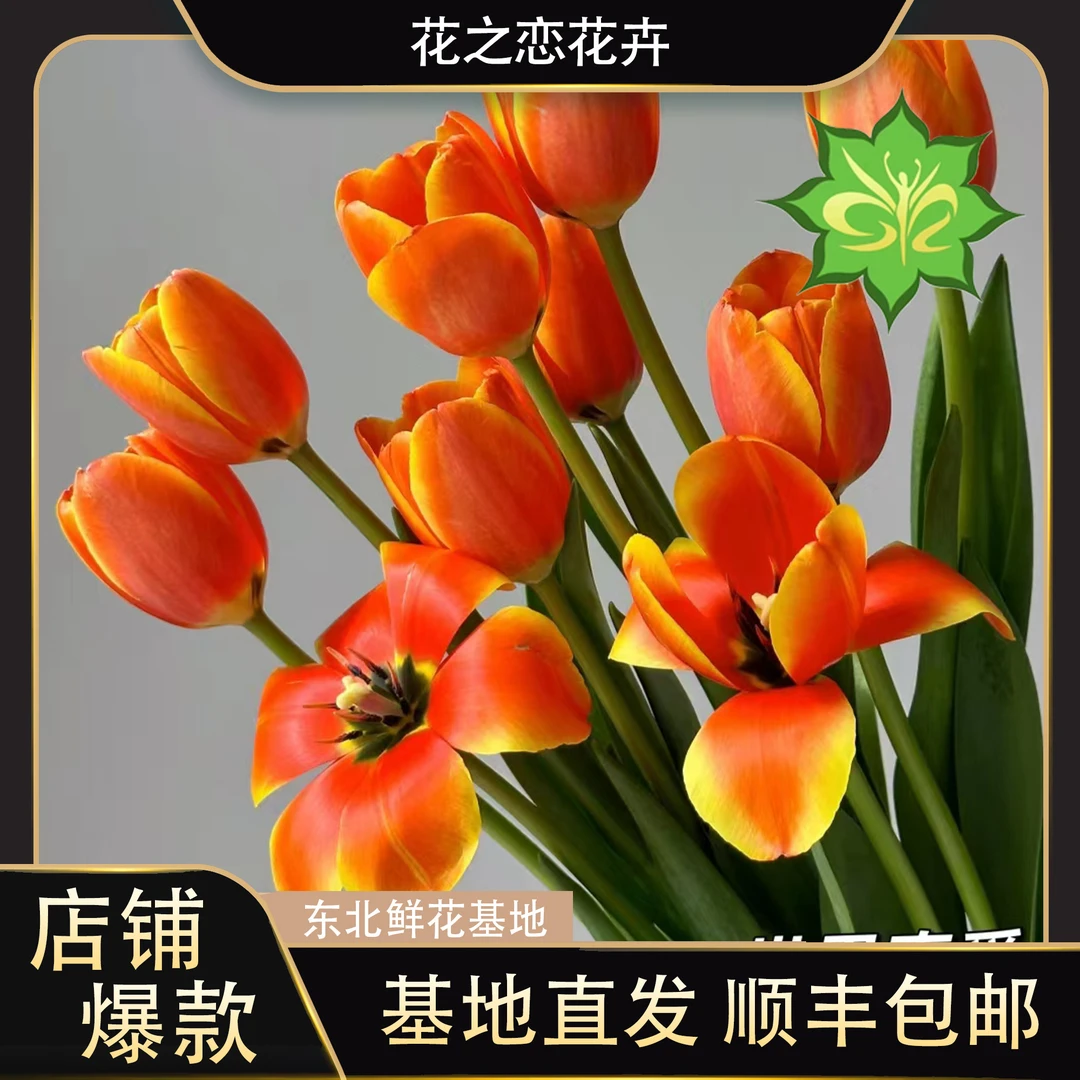 郁金香真爱   居家办公优选《东北基地发货》