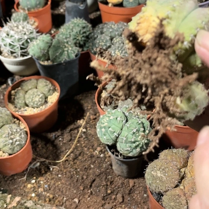 全部花朵满**牛111111111111