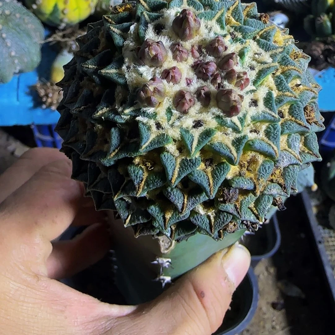 馒头姬766仙人球开花