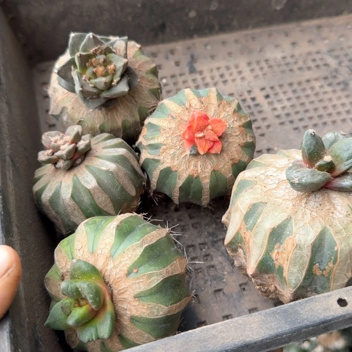 141五个牡丹仙人球