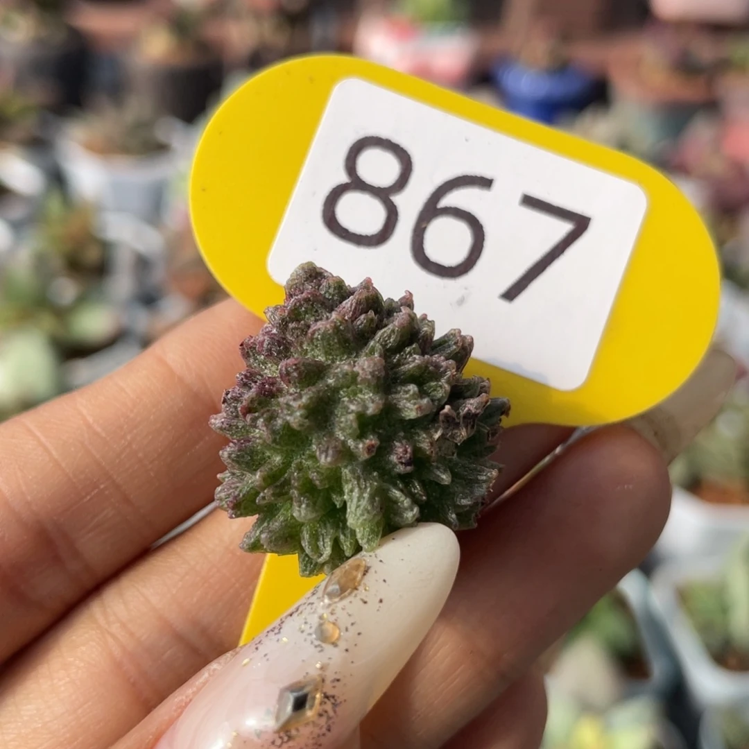 福利。     867。