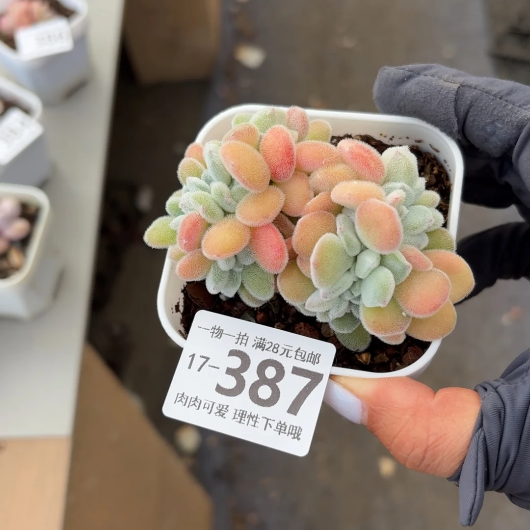 雪晃星缀化无盆土发货无